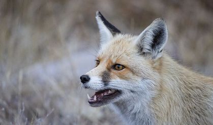 Munzur Vadisi Milli Parkı'nda doğal yaşam