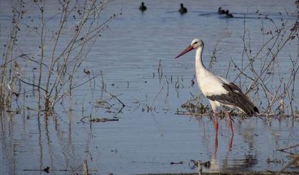 "Baharın müjdecisi" leylekler yuvalarına dönmeye başladı