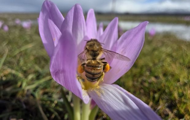 Bingöl'de baharın müjdecisi çiğdemler açtı