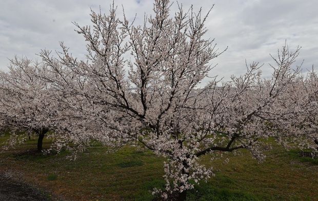 "Dünya kayısı başkenti" Malatya beyaz gelinliğini giydi