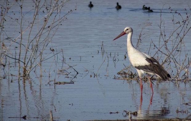 "Baharın müjdecisi" leylekler yuvalarına dönmeye başladı