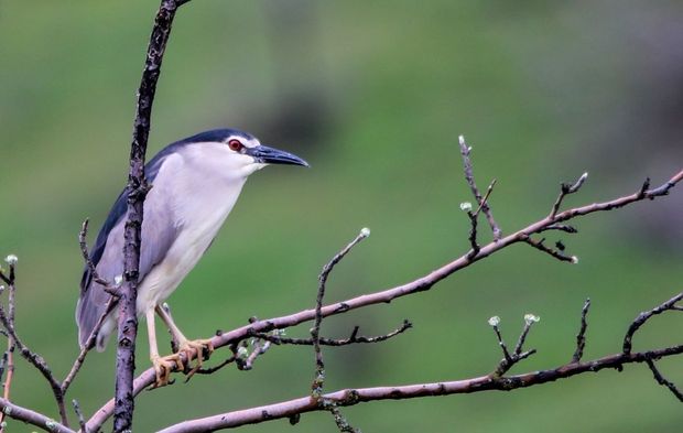 Göçmen kuşlar Van'daki sulak alanlara gelmeye başladı
