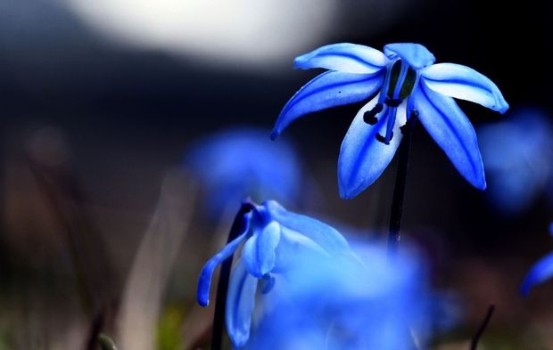 Kars'ın doğası çiçeklerle süslendi