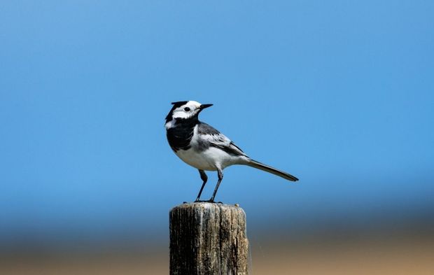 Kızılırmak Deltası’nın kanatlı sakinleri