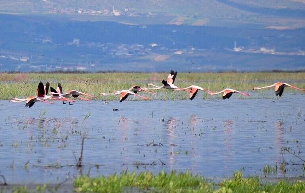 Marmara Gölü yıllar sonra yeniden göçmen kuşları ağırlıyor