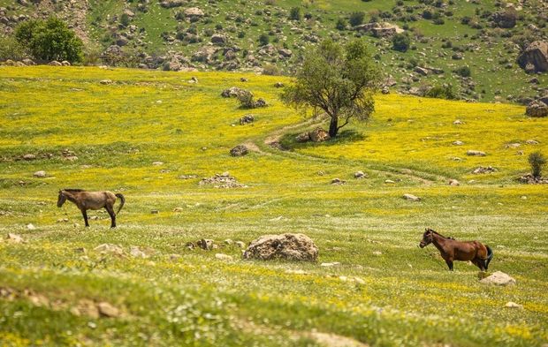 Süleymaniye’de Bitven Ovası baharla canlandı