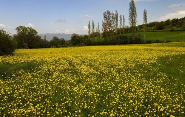 Giresun ilkbahar renklerine büründü