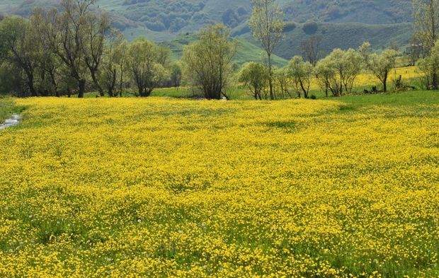 Gümüşhane'nin "Sarıçiçek" köyü doğaseverleri ağırlıyor