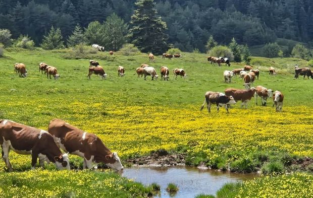Yapraklı Yaylası düğün çiçekleriyle sarıya boyandı