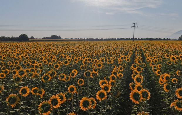 Ayçiçeği tarlaları sarıya büründü