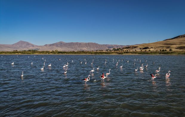 Van Gölü kıyıları flamingoları ağırlıyor
