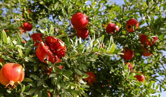 Nar yemenin faydaları ve zararları nelerdir? Nar, kansere iyi gelir mi?