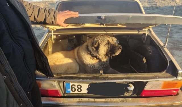 Bahisle köpek dövüştüren 37 kişiye 150 bin TL ceza