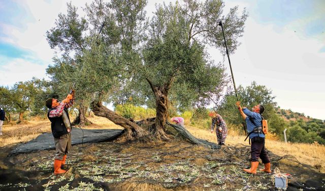 Cumhuriyetimizin Yüzüncü Yılında Geçmişten Günümüze Ayvalık’ta Zeytin Hasadı