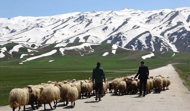 Aylık maaşı 40 bin lira! Yurt dışından çoban transferi