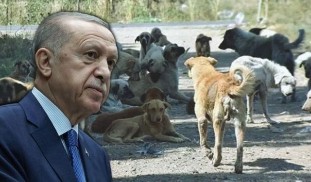 AK Parti Grup Başkanvekili Erdoğan'a 'sokak hayvanları' raporunu sundu: 'Evvela insan ardından hayvan...'