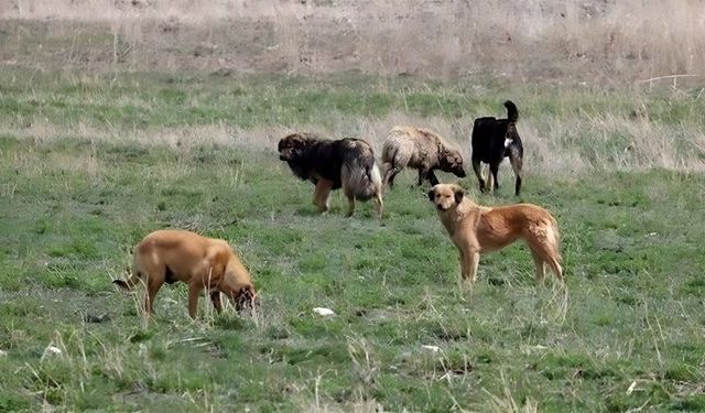 Sahipsiz hayvanlara yönelik kanun teklifi TBMM Genel Kurulunda