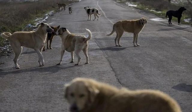 Sokak köpekleri kanun teklifi hazır: Uyutma seçeneği için yeni karar