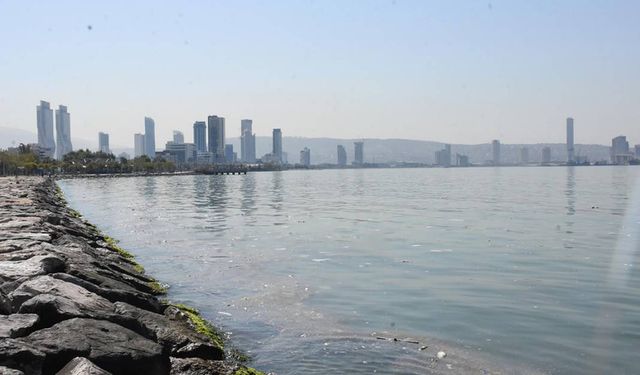 İzmir'de yüzlerce ölü balık kıyıya vurdu!