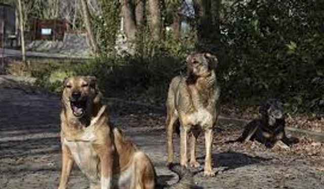 Niğde Belediyesinden sahipsiz köpeklerle ilgili iddialara yanıt