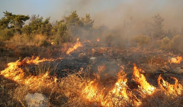 Muğla/Milas'taki orman yangını kontrol altına alındı