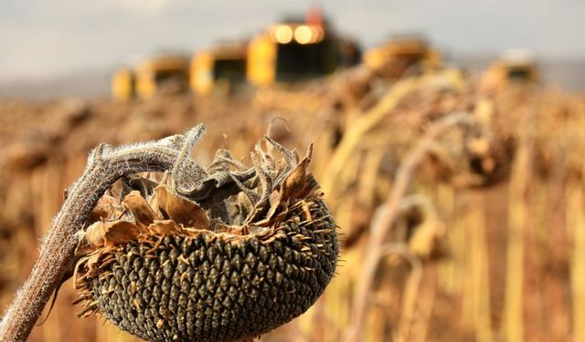 Edirne'de çiftçiler kuraklıkla boğuşuyor: "Bulgaristan'dan su talebinde bulunuldu"