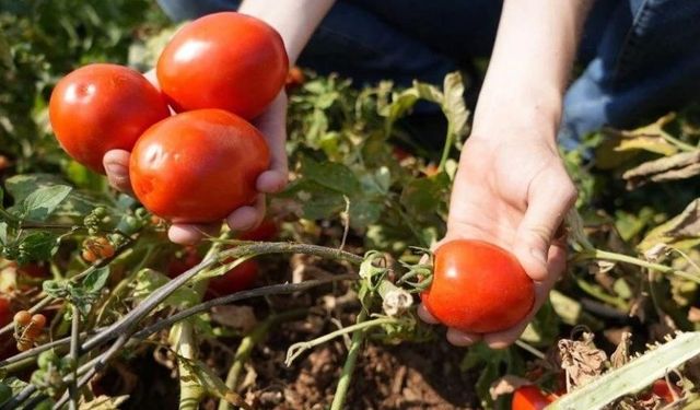 Sosyal medyada çağrı yaptı! Tarlada kalan domatesi bedava dağıttı