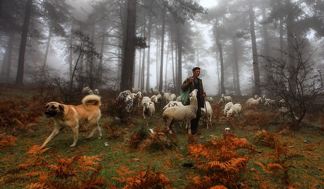 14.'sü düzenlenen "Tarım, Orman ve İnsan Fotoğraf Yarışması" uluslararası boyuta taşındı