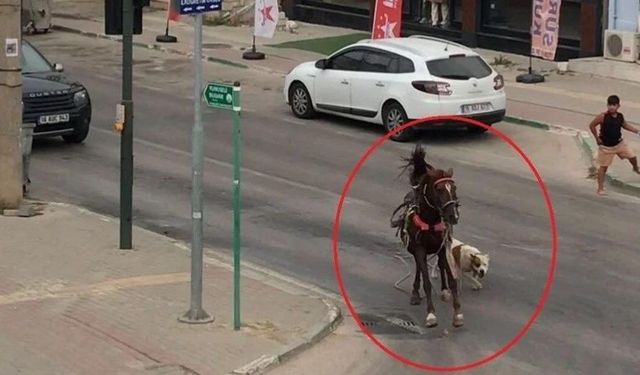 Başıboş pitbull ata saldırdı