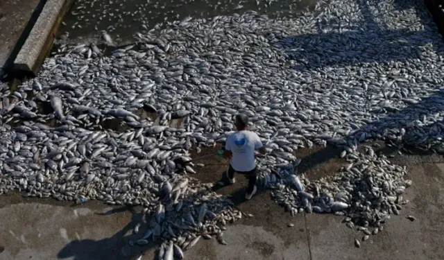 İzmir Körfezi'nde korkutan balık ölümleri