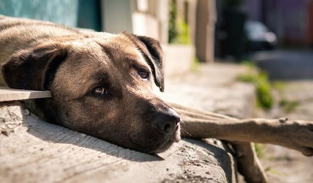 Sahipsiz hayvanlarla ilgili yasal düzenleme AYM'nin gündeminde