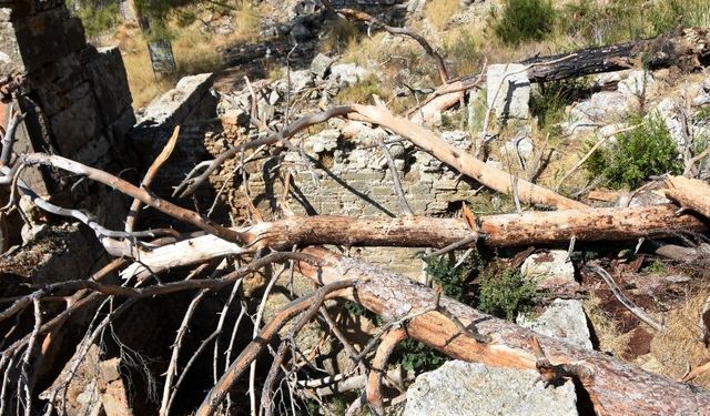 Büyük Manavgat yangınında zarar gören ağaçlar, antik yapıların üzerine devrildi