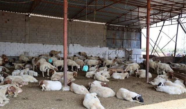 20 yıl sonra ilk kez görüldü: Bir mahalle karantina altında