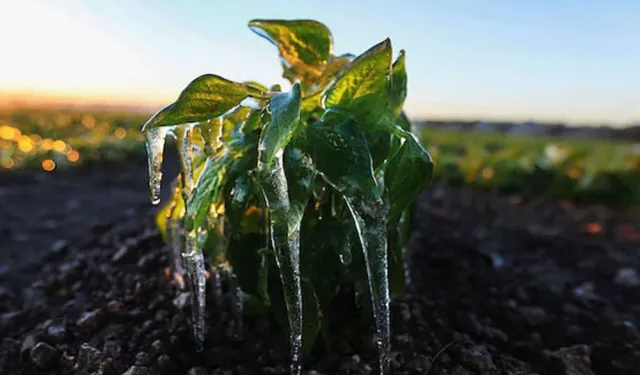 Meteoroloji'den zirai don uyarısı