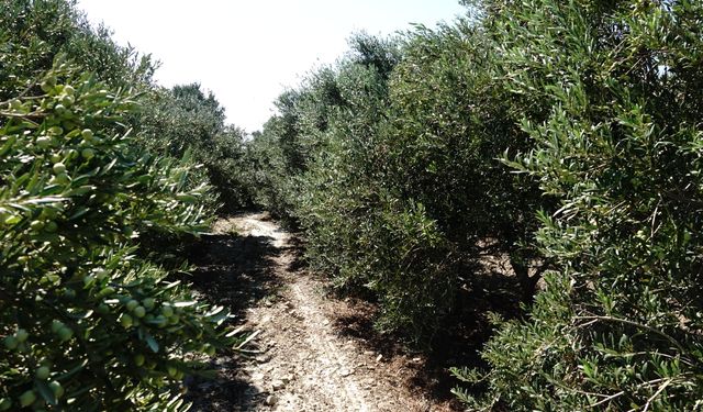 Türkiye'de 750 bin ton sofralık zeytin, 475 bin ton da zeytinyağı rekoltesi bekleniyor