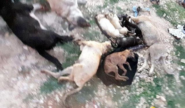 Kırklareli'nde barınakta 17 kedi ve köpek öldü; adli, idari soruşturma başlatıldı