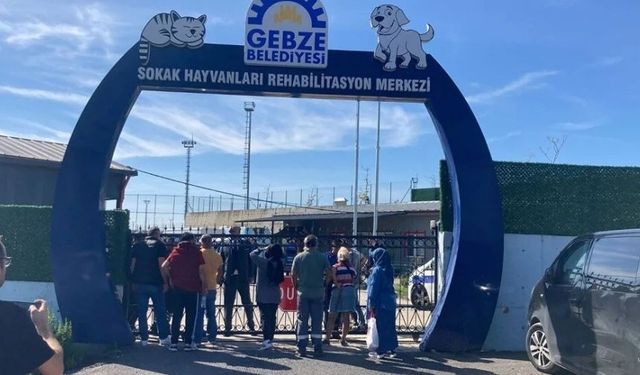 Gebze’de hayvan katliamı: Çöp torbalarından çok sayıda kedi ve köpek çıktı