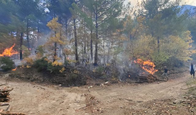 Osmaniye'de orman yangını