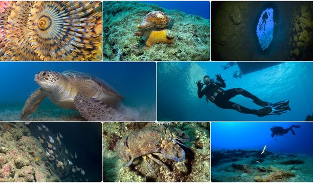 Antalya'nın Kemer ilçesi açıklarındaki Üç Adalar mevkisinin su altı zenginlikleri görüntülendi