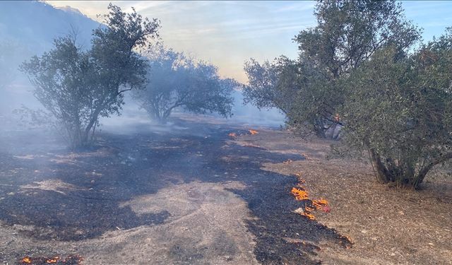 Antalya’da çıkan yangın zeytin ağaçlarına zarar verdi