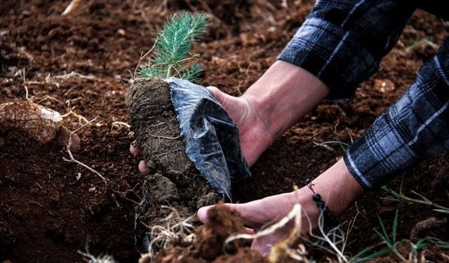 Milli Ağaçlandırma Günü insanlığa da doğaya da "nefes" olacak