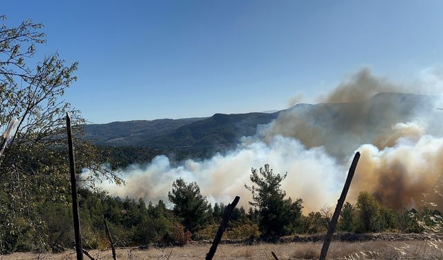 Bursa'nın 2 ilçesinde orman yangını