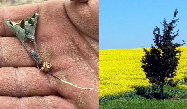 Trakya'nın 'sarı altın çiçeği' kanolayı kuraklık vurdu