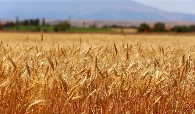 Buğday ve arpada ekim dönemi, yağışların etkisiyle ileriye kaydı