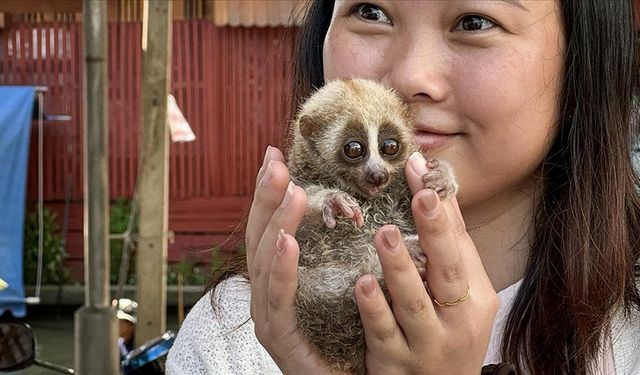 Nesli tükenme tehlikesinde olan "yavaş Loris" Bangkok'ta turistlerden para kazanmak için kullanılıyor