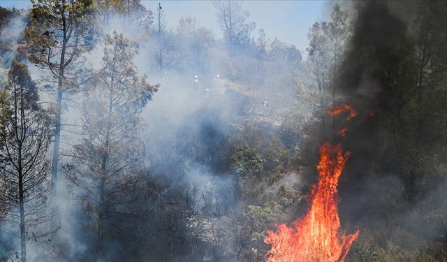 ABD'nin California eyaletinde orman yangını nedeniyle 132 yapı yok oldu