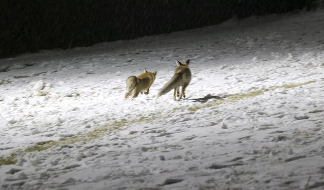 Erzurum beyaza büründü: Tilkiler kayak merkezine indi!