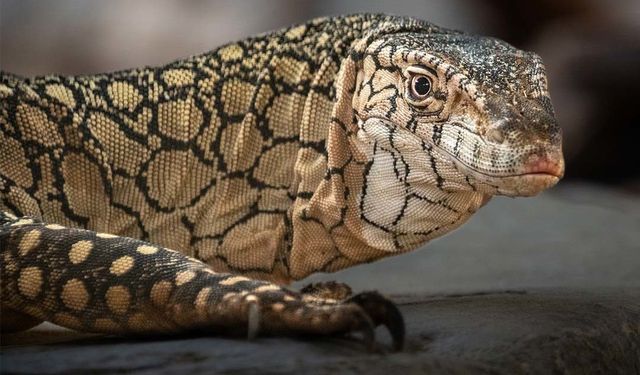 ABD'de dünyanın en büyük kertenkele türlerinden olan 'perentie'lerin ilk yavruları doğdu