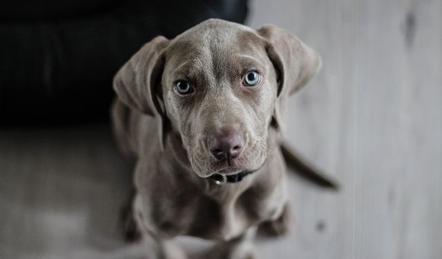 ABD'de salmonella riski nedeniyle köpek mamaları geri çağırıldı