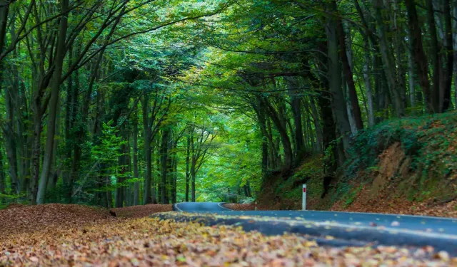 Belgrad Ormanı imara açılacak mı? DMM açıkladı